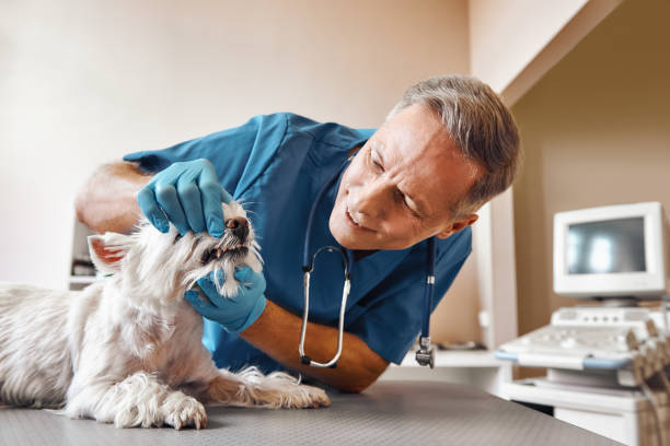 Best Emergency Dental Care for Broken or Chipped Teeth in Granger, WA